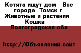 Котята ищут дом - Все города, Томск г. Животные и растения » Кошки   . Волгоградская обл.